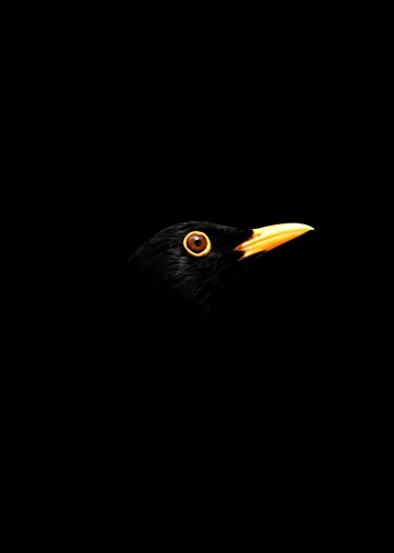 MR Strange Gitard - Blackbird
