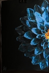 de helft van de blauwe bloem